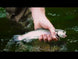 Video File