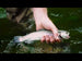 Video File
